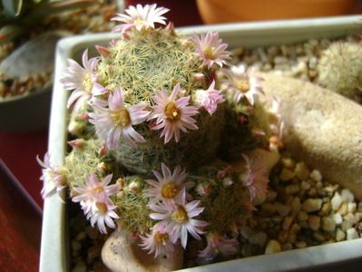 Mammillaria schiedeana ssp. giselae