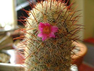 Mammillaria microhelia