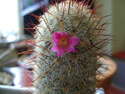 Mammillaria microhelia