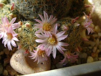 Mammillaria schiedeana ssp. giselae