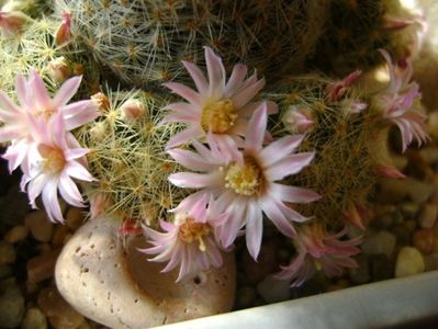 Mammillaria schiedeana ssp. giselae