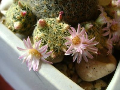 Mammillaria schiedeana ssp. giselae