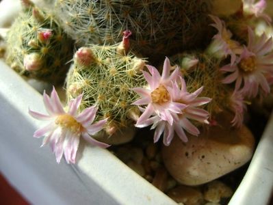 Mammillaria schiedeana ssp. giselae