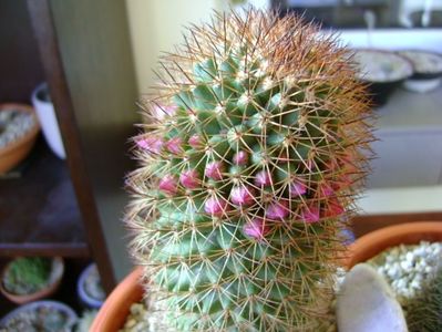 Mammillaria backebergiana