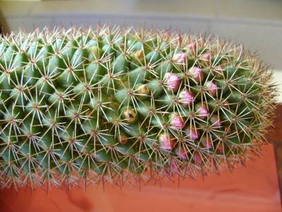 Mammillaria backebergiana