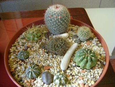 Grup de 8 cactusi; Lobivia arachnacantha v. densiseta
Matucana polzii
Aylostera fiebrigii 
Ferocactus glaucescens
Mamm. matudae
3 Astrophytum asterias hb.
