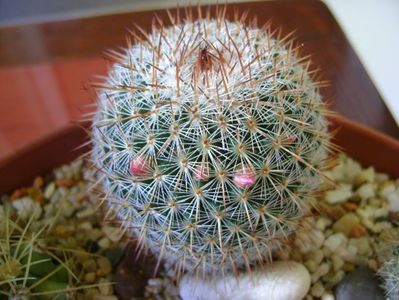 Mammillaria matudae