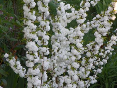 prunus glandulosa Alba Plena