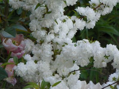 prunus glandulosa Alba Plena