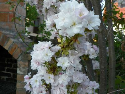 prunus Amanogawa