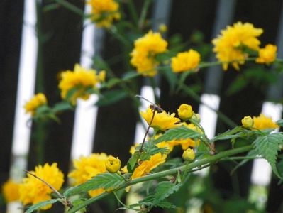 kerria japonica