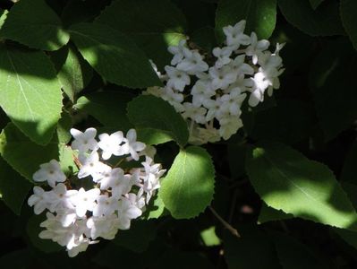 viburnum carlesii