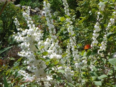 prunus glandulosa Alba Plena