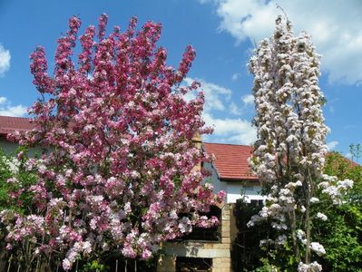 malus Rudolph