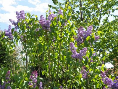 liliac Ruhm von Horstenstein