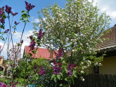 liliac Sensation si mar Golden