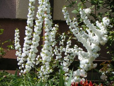 prunus glandulosa Alba Plena