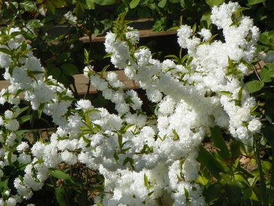 prunus glandulosa Alba Plena