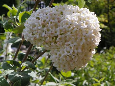 viburnum carlchephalum