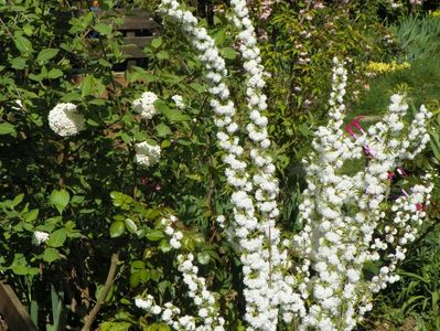 prunus glandulosa Alba Plena