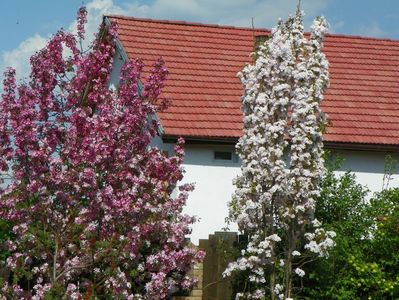 malus Rudolph si prunus Amanogawa