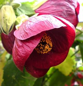 ABUTILON asa infloreste-bordo spre mov