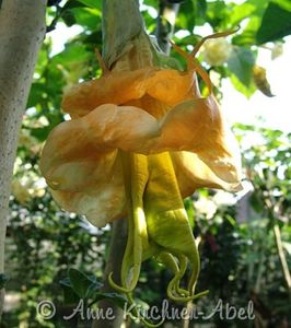 BRUGMANSIA GOLDEN STARDUST-40-rez