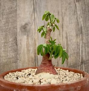 Adenia glauca - achizitionata