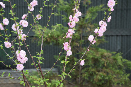 Prunus triloba pe tulpina inalta