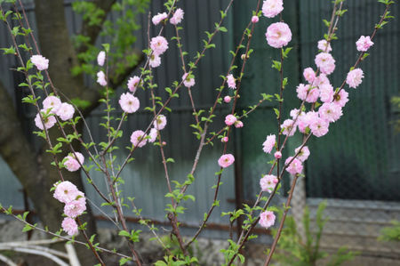 Prunus triloba