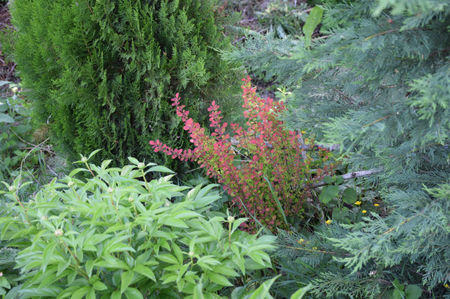 Berberis red Pillar