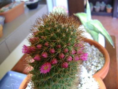 Mammillaria backebergiana