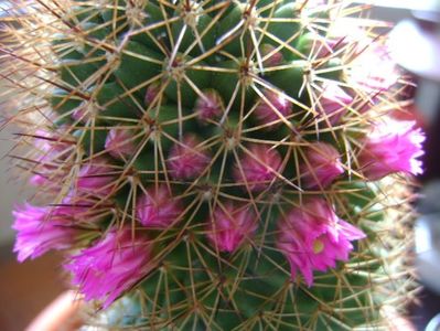 Mammillaria backebergiana