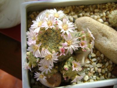 Mammillaria schiedeana ssp. giselae