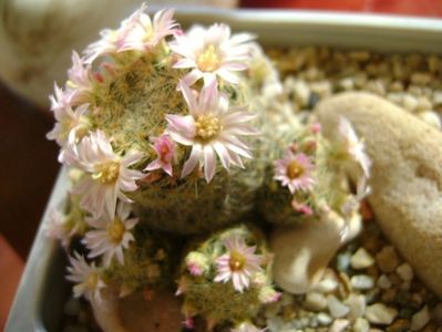 Mammillaria schiedeana ssp. giselae