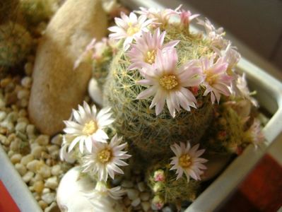 Mammillaria schiedeana ssp. giselae