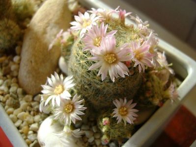 Mammillaria schiedeana ssp. giselae