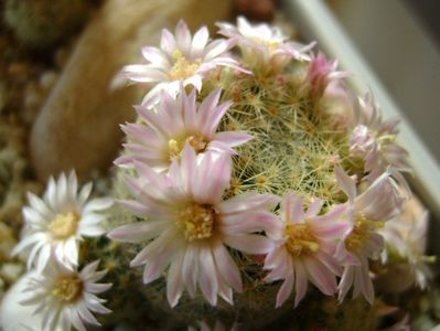 Mammillaria schiedeana ssp. giselae