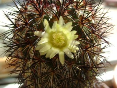 Mammillaria microhelia