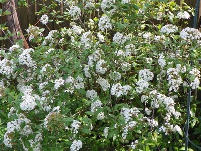 viburnum burkwoodii