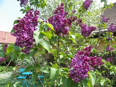 liliac Sensation