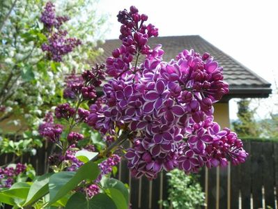 liliac Sensation