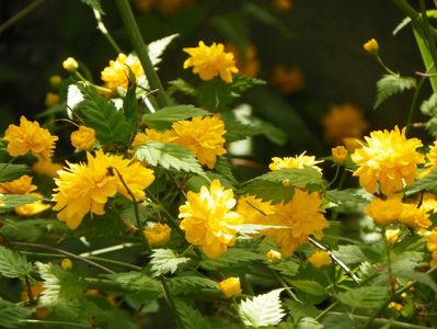 kerria japonica