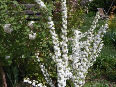 prunus gland. Alba Plena