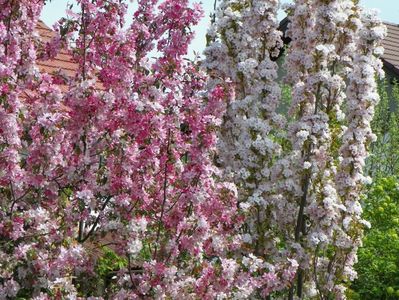 malus Rudolph si prunus Amanogawa