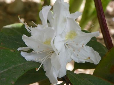 rhododendron Cunningham White