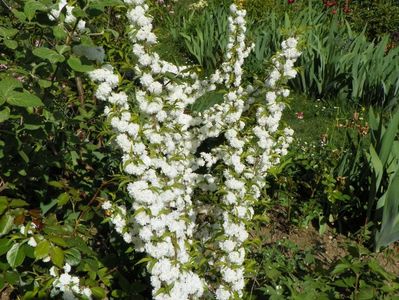 prunus gland. Alba Plena