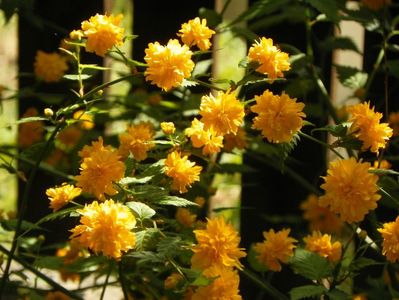 kerria japonica