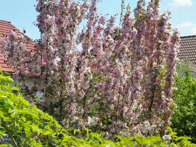 malus Rudolph si prunus Amanogawa au ajuns de aceeasi culoare