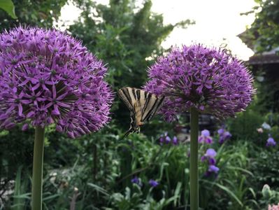 Allium